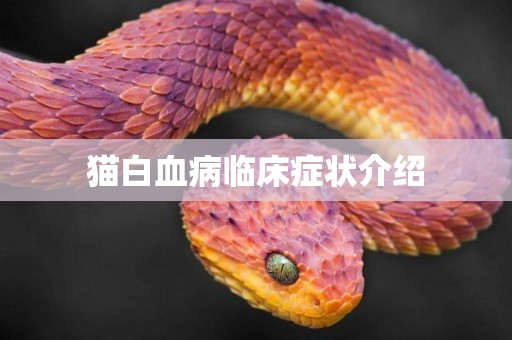 貓白血病臨床癥狀介紹