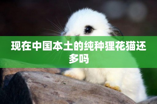 現在中國本土的純種貍花貓還多嗎