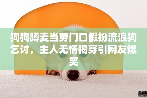 狗狗蹲麥當勞門口假扮流浪狗乞討，主人無情揭穿引網友爆笑