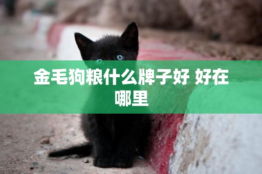 金毛狗糧什么牌子好 好在哪里