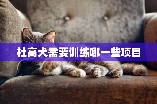 杜高犬需要訓練哪一些項目
