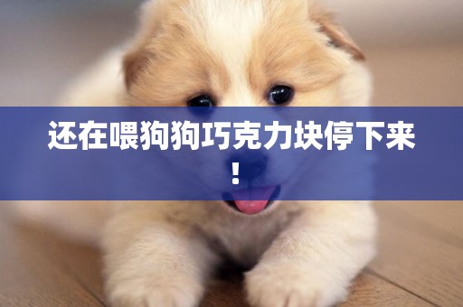 還在喂狗狗巧克力塊停下來！