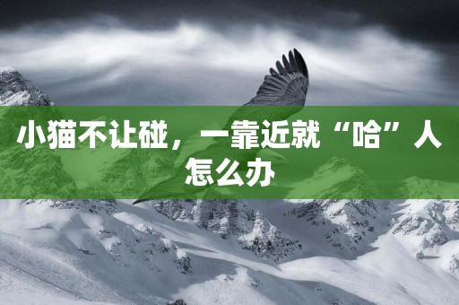小貓不讓碰，一靠近就“哈”人怎么辦