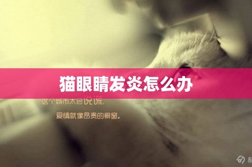 貓眼睛發炎怎么辦