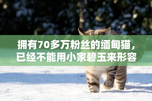 擁有70多萬粉絲的緬甸貓，已經不能用小家碧玉來形容了！