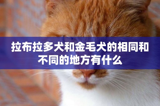 拉布拉多犬和金毛犬的相同和不同的地方有什么