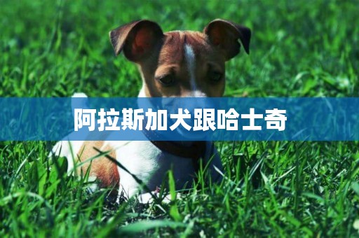 阿拉斯加犬跟哈士奇
