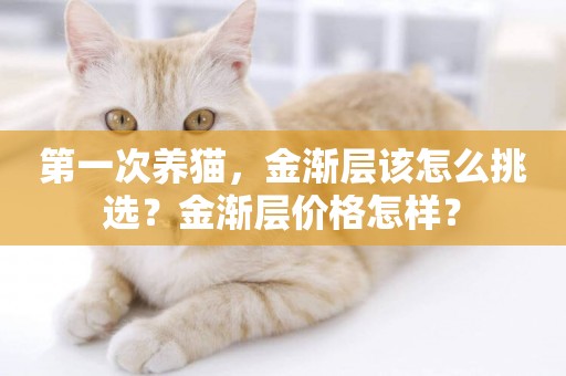 第一次養貓，金漸層該怎么挑選？金漸層價格怎樣？