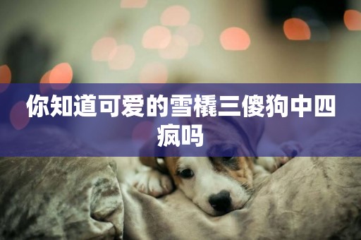 你知道可愛的雪橇三傻狗中四瘋嗎