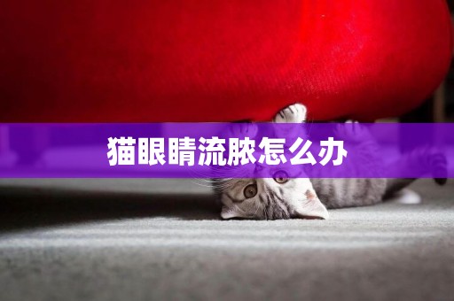 貓眼睛流膿怎么辦