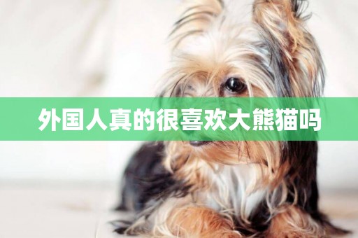 外國人真的很喜歡大熊貓嗎