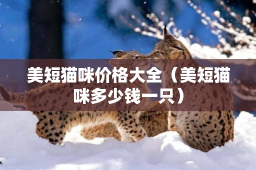 美短貓咪價格大全（美短貓咪多少錢一只）