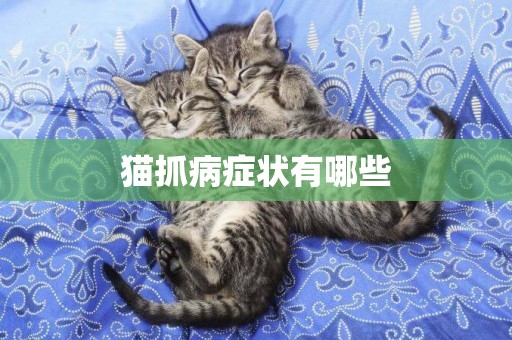貓抓病癥狀有哪些
