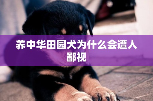 養中華田園犬為什么會遭人鄙視