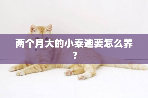 兩個月大的小泰迪要怎么養？