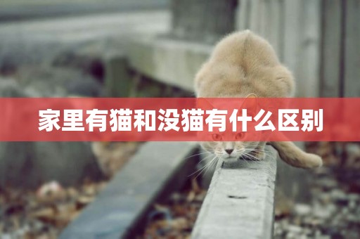 家里有貓和沒貓有什么區別