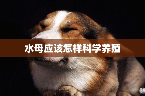 水母應該怎樣科學養殖