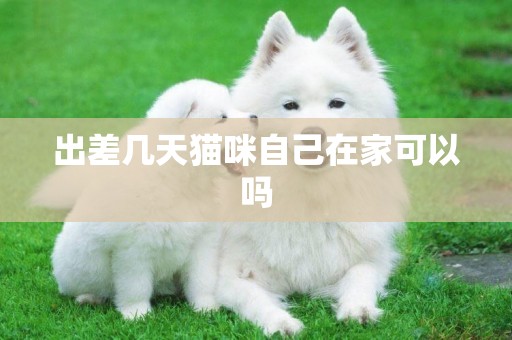 出差幾天貓咪自己在家可以嗎