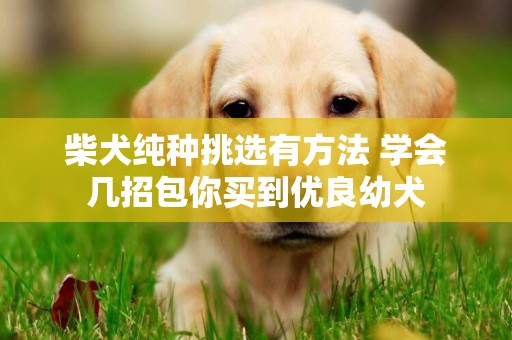 柴犬純種挑選有方法 學會幾招包你買到優良幼犬