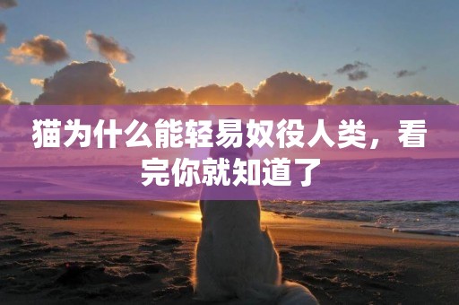 貓為什么能輕易奴役人類，看完你就知道了