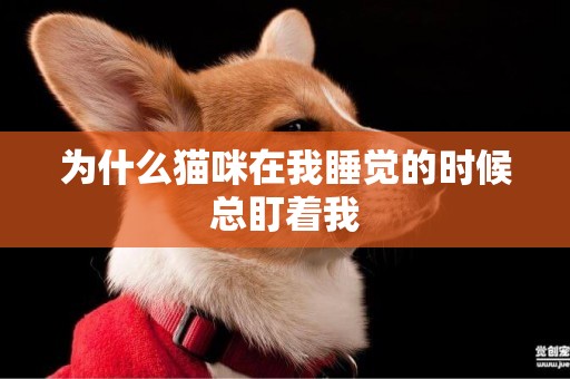 為什么貓咪在我睡覺的時候總盯著我