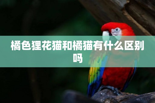 橘色貍花貓和橘貓有什么區別嗎