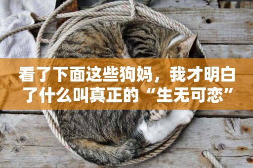 看了下面這些狗媽，我才明白了什么叫真正的“生無可戀”
