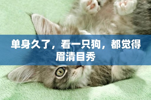 單身久了，看一只狗，都覺得眉清目秀
