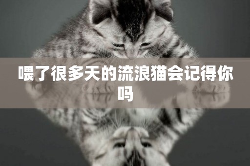 喂了很多天的流浪貓會記得你嗎