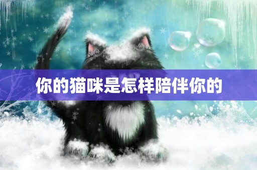 你的貓咪是怎樣陪伴你的