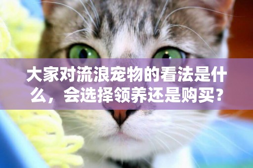 大家對流浪寵物的看法是什么，會選擇領養還是購買？