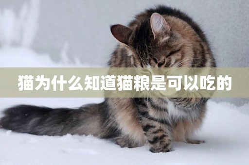貓為什么知道貓糧是可以吃的