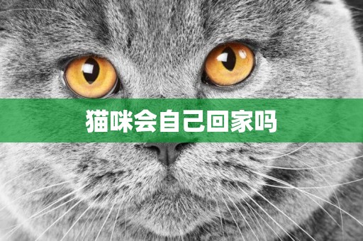 貓咪會自己回家嗎