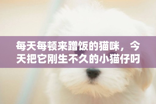 每天每頓來蹭飯的貓咪，今天把它剛生不久的小貓仔叼到我家，說明