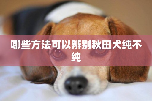 哪些方法可以辨別秋田犬純不純