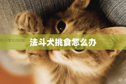 法斗犬挑食怎么辦