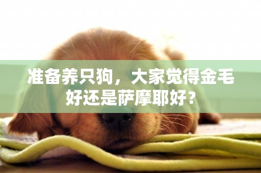 準備養只狗，大家覺得金毛好還是薩摩耶好？