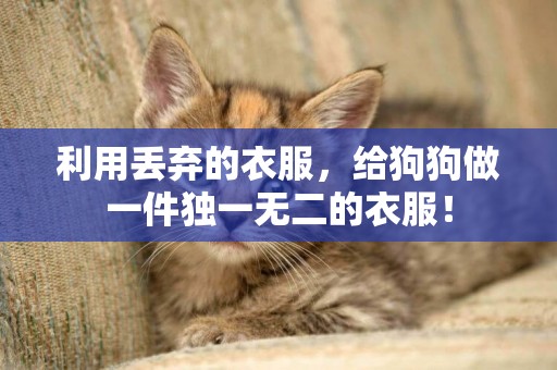 利用丟棄的衣服，給狗狗做一件獨一無二的衣服！