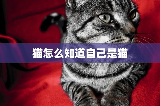 貓怎么知道自己是貓