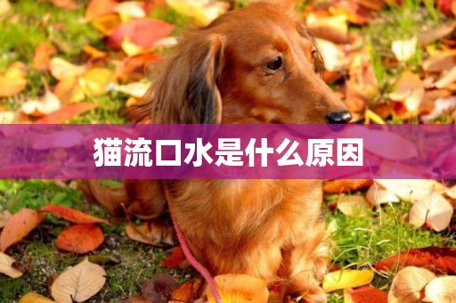 貓流口水是什么原因