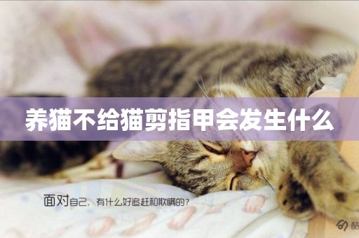 養貓不給貓剪指甲會發生什么