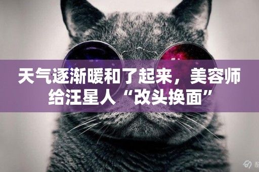 天氣逐漸暖和了起來，美容師給汪星人“改頭換面”