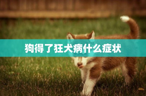 狗得了狂犬病什么癥狀