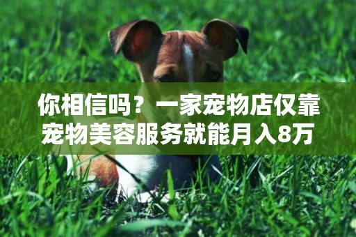 你相信嗎？一家寵物店僅靠寵物美容服務就能月入8萬
