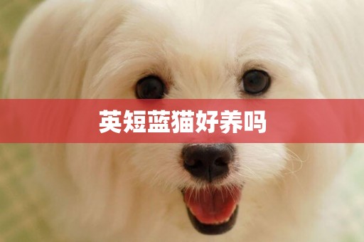 英短藍貓好養嗎