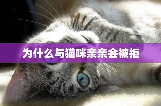 為什么與貓咪親親會被拒