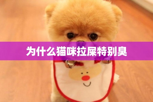為什么貓咪拉屎特別臭