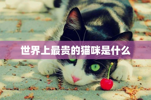 世界上最貴的貓咪是什么