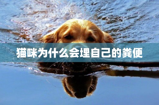 貓咪為什么會埋自己的糞便