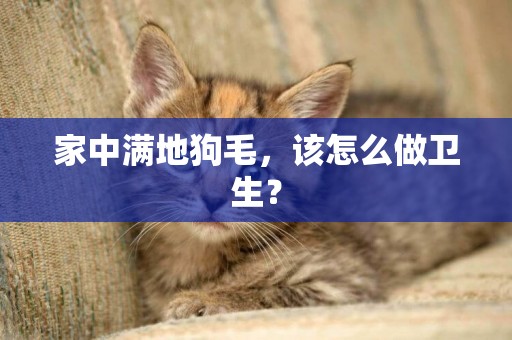 家中滿地狗毛，該怎么做衛生？